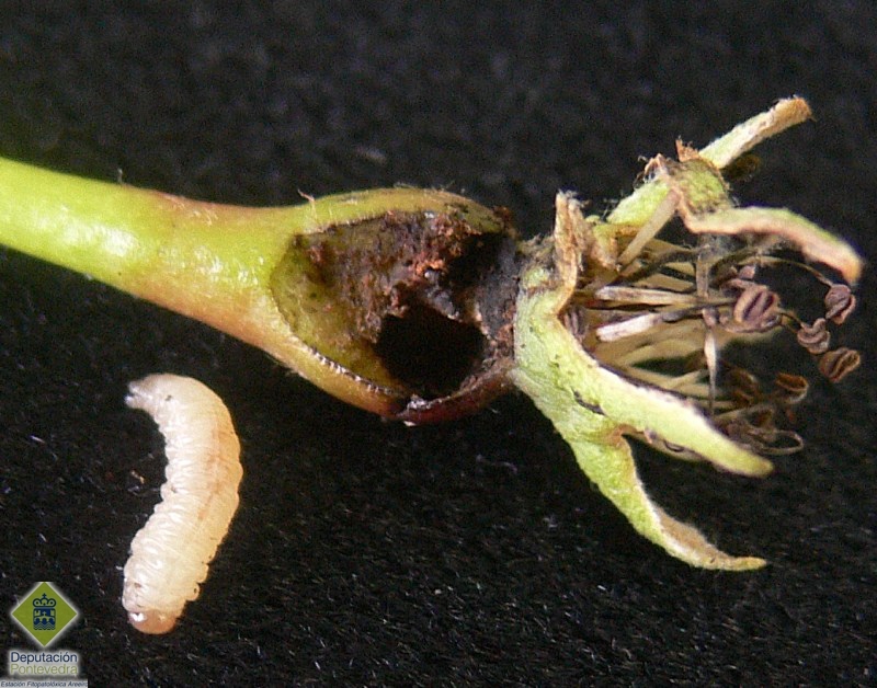 Daño y larva de Hoplocampa.jpg